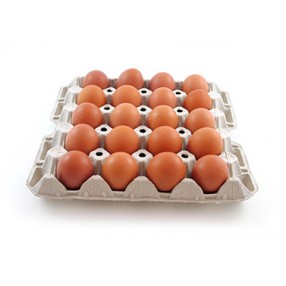 Carton 20 huevos XL